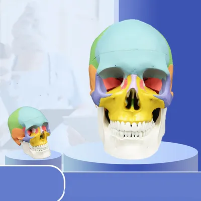  Skull Head Oral Cavity With Human Bone Anatomy Detachable Bone Setting Yoga