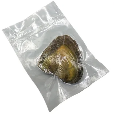Pearl mussel-1 pearl-12 * 7 *2cm-1 pearl