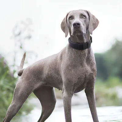 Explosion-proof Tactical Collar Can Hold