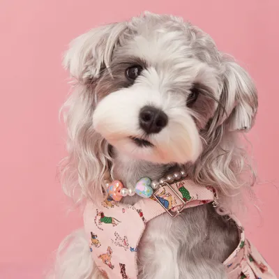 Photo Concave Shape Dog Accessories Pet Supplies Beaded Ornaments