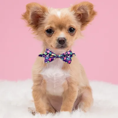Fruit Pet Small Bow Tie Cactus Dog Cat Decorations