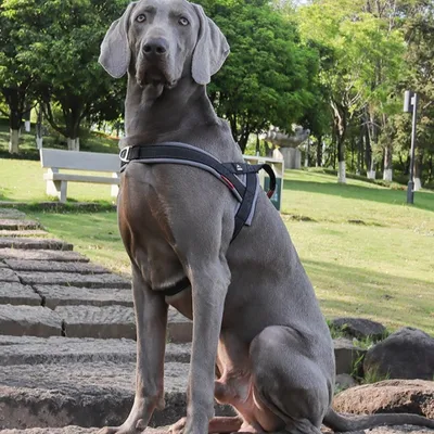New Dog Harness Explosion-proof Chest Strap