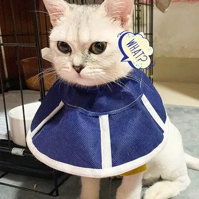 Anti-licking Headwear Turban Cat Supplies