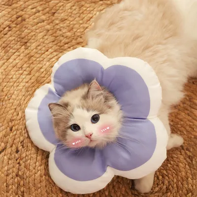 Anti Licking Soft Cap Cat Collar