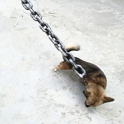Dog Chain, Traction Rope, Dog Rope, Funny Outdoor Plastic