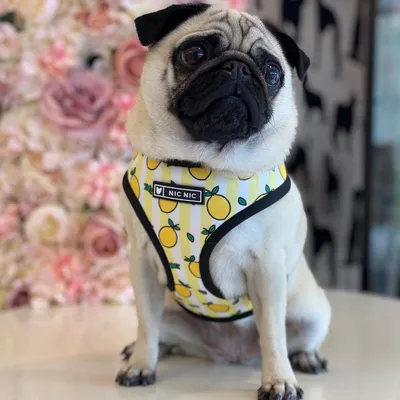 Breathable Mesh Lemon Pattern Printed Pull Rope