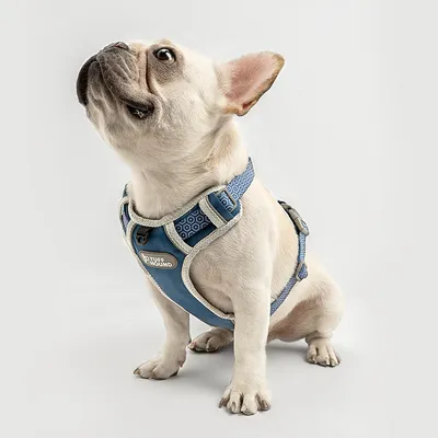 Chest strap traction rope dog chain