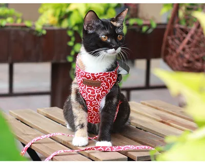 Cat towing rope