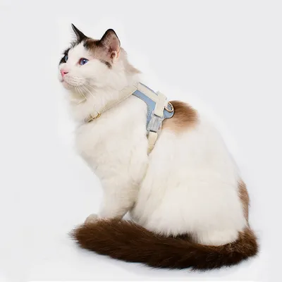 Dog And Cat Harnesses And Leashes For Walking