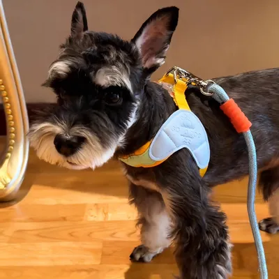 Dog Harness Vest-style Leash, Dopamine Dog