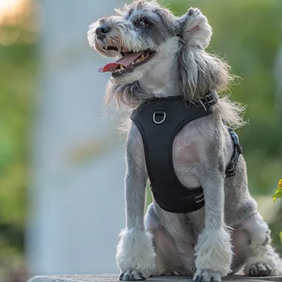 Explosion-proof Padded Pet Dog Harness