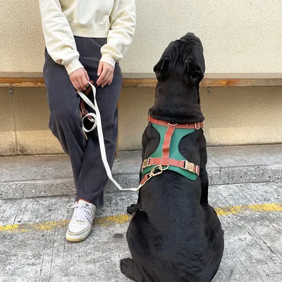 Luxury Leather Dog Harness And Leash
