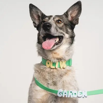 Personalized Name Collar English Letter Traction Rope Letter