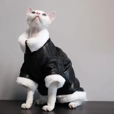 Thickened Coat Furless Cat Apparel Sphynx Cat Outfit Autumnwinter Style