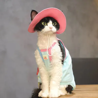 Sphynx Cat Summer Clothing 2 Piece Set Sleeveless Shirt And Hat For Hairless Cats,Devon Rex