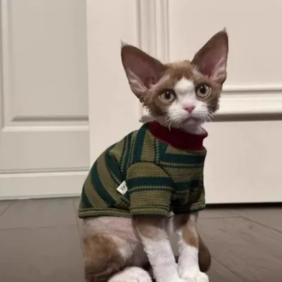 A Cute Green Striped Two-legged Vest