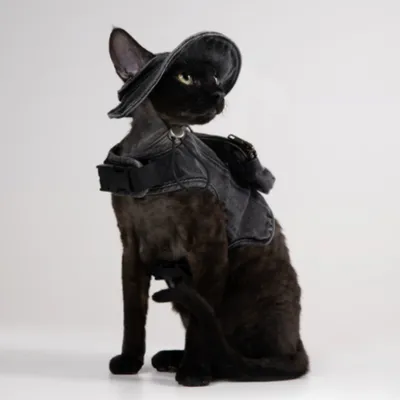 Adjustable Traction Vest And Fisherman's Hat Set For Walking A Cat In Devon.