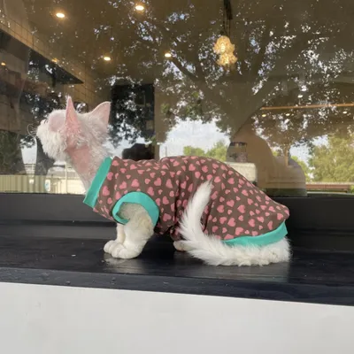 Sphynx Cat Cotton Summer Shirt Hearts Pattern For Hairless Cats
