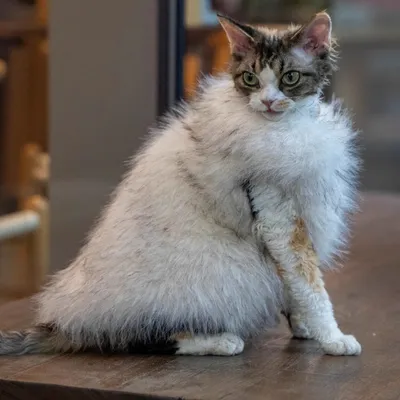 Faux Fox Fur Leather Shorthair Cat Hairless Clothing