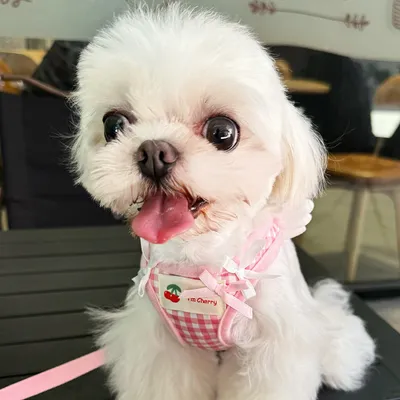 Pet's Chest-back Hand Holding Rope Small Dog