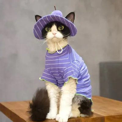 Cat Purple Striped Summer Outfit  T-Shirt And Grape Sun Hat 2 Piece Set