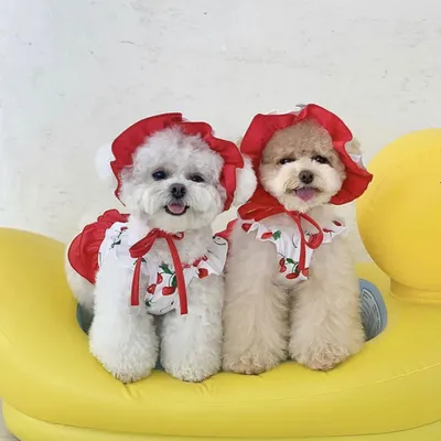 New Puppy Cute Cherry Swimsuit Dress