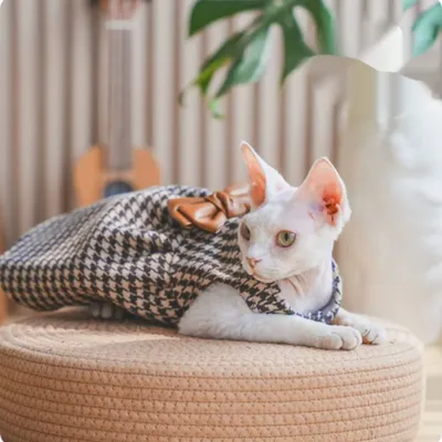 Hairless Cat Devon Cat Kitten Clothes Dress