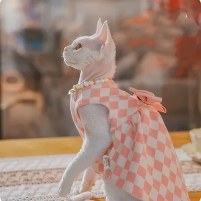Hairless Cat Devon Cat Kitten Clothes British Style Dress