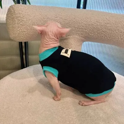 Sphynx Cat Black T-shirt Blue Trim Cotton Sleeveless Spring Summer Clothes for Hairless Cats