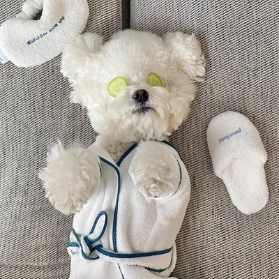 Pet Bath Towel Bathrobe Photo Prop Nightgown Pajamas Dog Pet Bichon Teddy