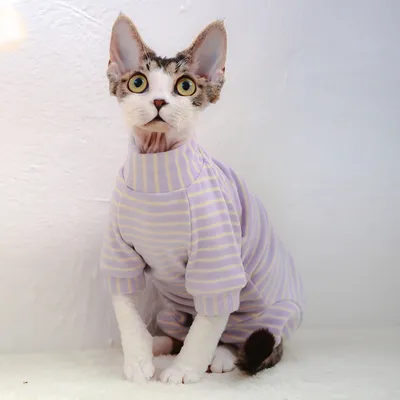 Derong Tummy Protection Four-leg Sweater