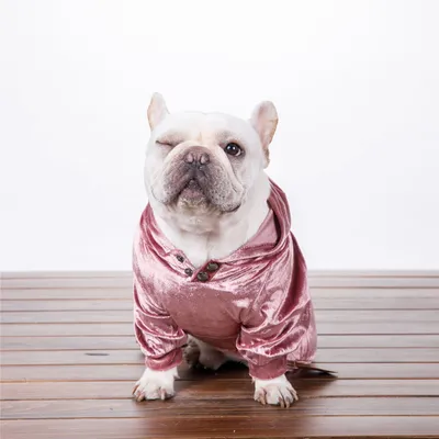 Dense Velvet Dog Clothes Teddy Bichon Pug Fall Winter Casual Pet Hooded Sweater Patel Clothing