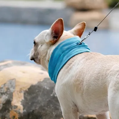 Law Fighting Collar Supplies Triangle Towel Cooling Summer Heatstroke Cat British Cattle Pet Cool Scarf