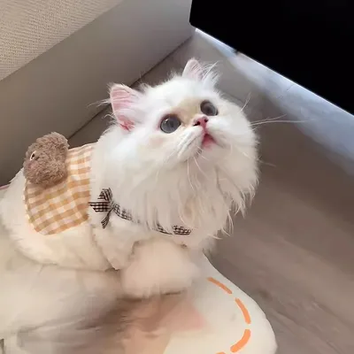 Cat Clothes Autumn And Winter Style Anti-shedding Warm Fleece Clothing