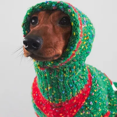Christmas Pet Clothes For Autumn And Winter Warmth