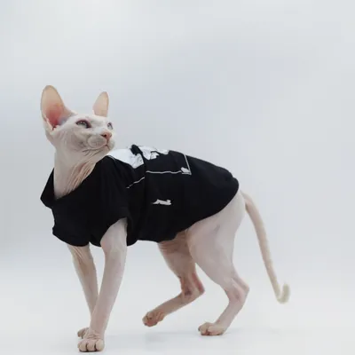 Cotton Sphinx Hairless Cat Clothes Trendy Brand