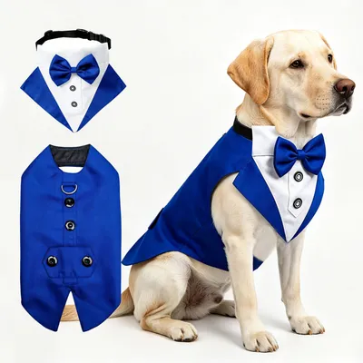 Creative All-Match Pet Clothes And Scarf Set
