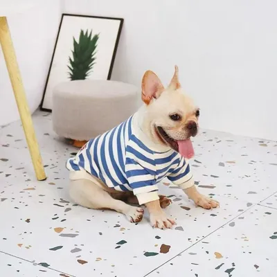 Clothes For Medium To Large Dogs Corgis And Shih Tzus