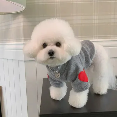 Bichons Heart-Throbbing Love Bottoming Shirt