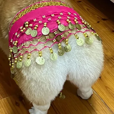 Corgi Belly Dance Fart Chain Sequined Waist Chain