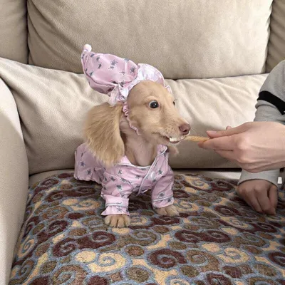 Pajamas And Dog Clothes Are Thin