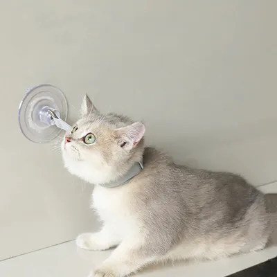 Cats Collar Bathing Fixed Suction Cup Puppy Bath Neck Collars Accessories Professional Kittens Necklaces Portable Pet Products
