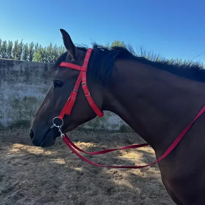 Horse Halter Rope Riding Hose Bridle Fiber