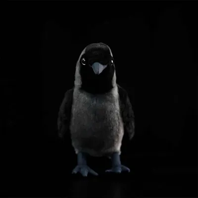 Western Jackdaw Plush Dolls Are Cute