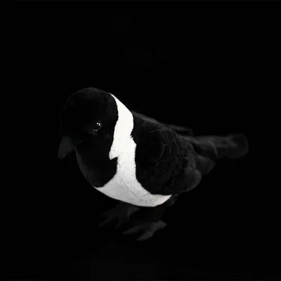 Da Wu Li Western Jackdaw Plush Toy